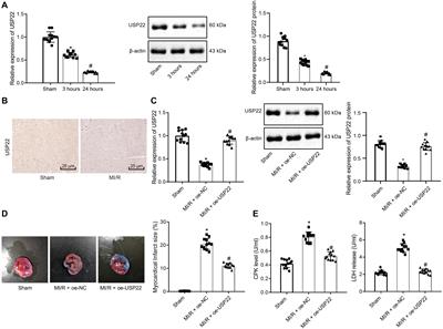 USP22 Protects Against Myocardial Ischemia–Reperfusion Injury via the SIRT1-p53/SLC7A11–Dependent Inhibition of Ferroptosis–Induced Cardiomyocyte Death